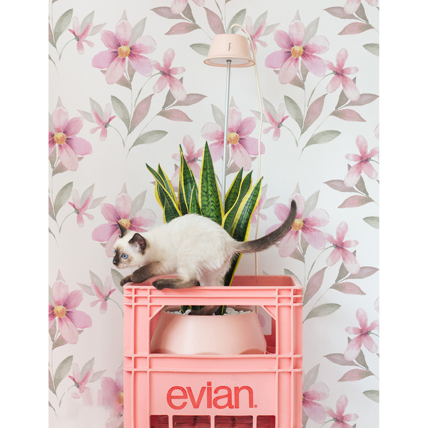 Fotótapéta Átgondolt és romantikus