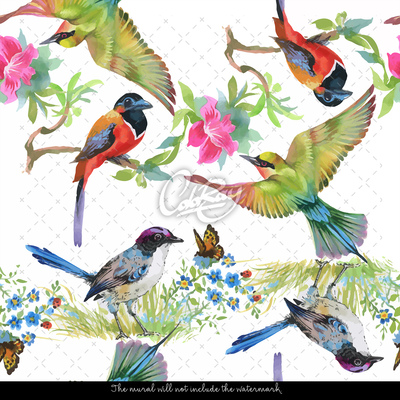 Fotótapéta Rainbow egzotikus teljes madarak