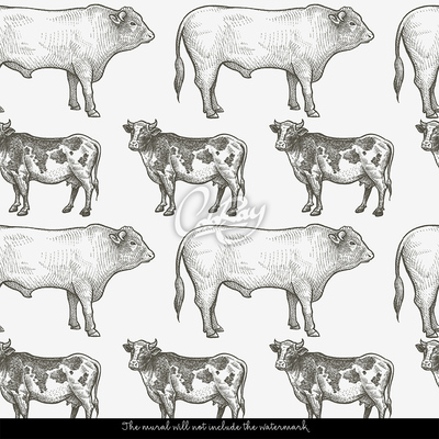 Fototapeta Zdrowa krowa, zdrowy byk