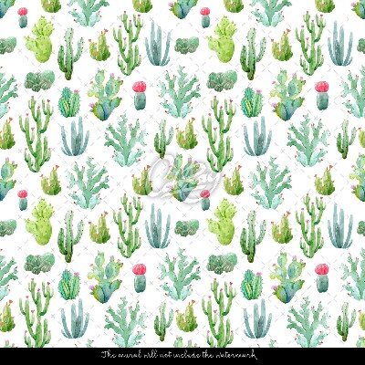 Fotótapéta Kis kaktuszok fehér alapon