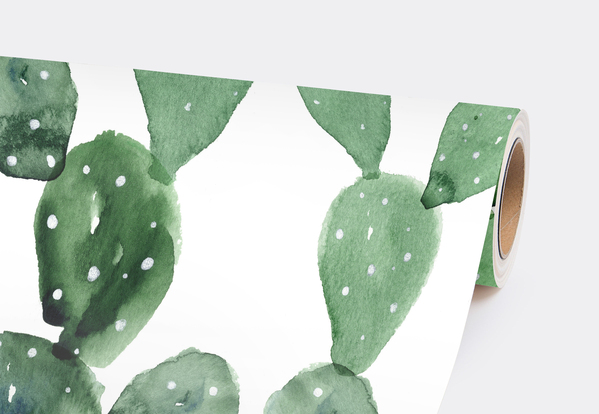 Fotótapéta Kaktusz kép