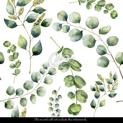 Fotótapéta Eukaliptusz gallyak