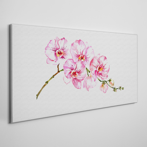 Vászonkép Rózsaszín orchideák fehér alapon