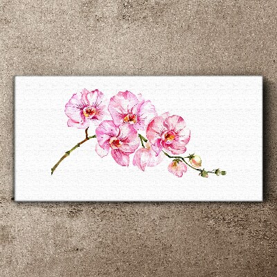 Vászonkép Rózsaszín orchideák fehér alapon