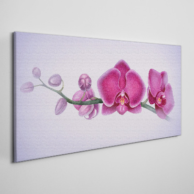 Vászonkép Orchideák a rózsaszín finom árnyalataiban