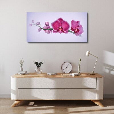 Vászonkép Orchideák a rózsaszín finom árnyalataiban