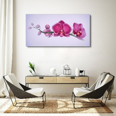 Vászonkép Orchideák a rózsaszín finom árnyalataiban