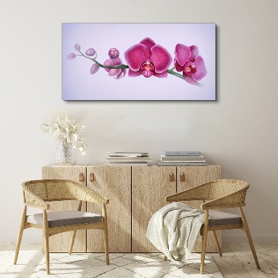 Vászonkép Orchideák a rózsaszín finom árnyalataiban