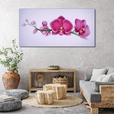 Vászonkép Orchideák a rózsaszín finom árnyalataiban