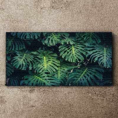 Vászonkép Trópusi zöld a Monstera levelekben