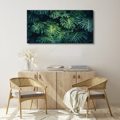 Vászonkép Trópusi zöld a Monstera levelekben
