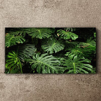 Vászonkép Trópusi Monstera levelek