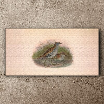 Vászonkép Madarak a fűben