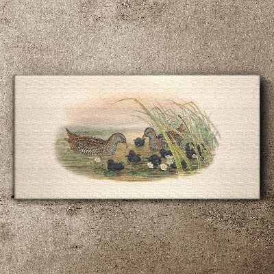 Vászonkép Kacsa családok vízi környezetben