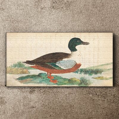 Vászonkép Kacsa a zöld háttér