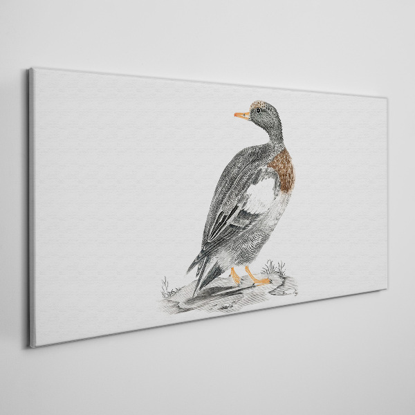 Vászonkép Kacsa fehér alapon