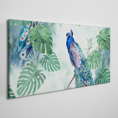 Vászonkép Páva a trópusi dzsungelben