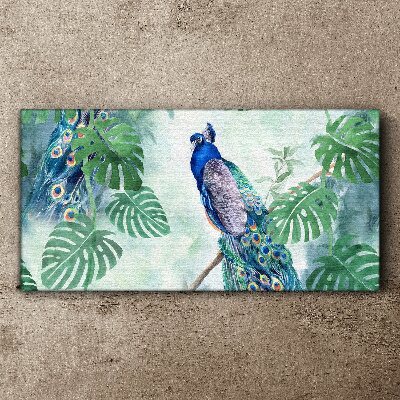 Vászonkép Páva a trópusi dzsungelben