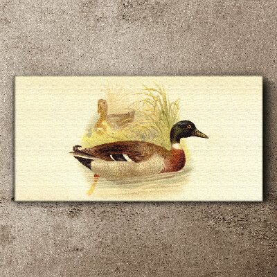 Vászonkép Kacsák a fűben