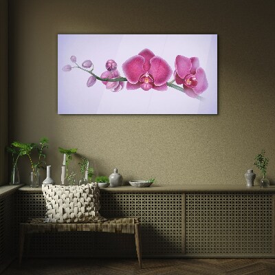 Üvegkép Orchideák a rózsaszín finom árnyalataiban