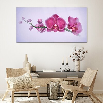 Üvegkép Orchideák a rózsaszín finom árnyalataiban
