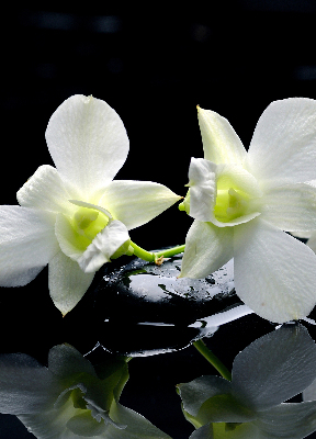 Ablak roló Orchideák