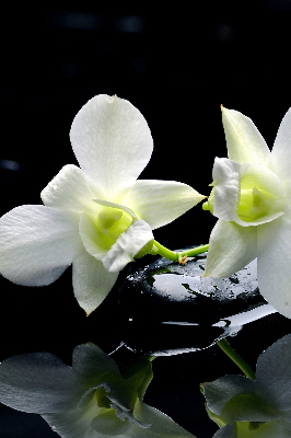 Ablak roló Orchideák