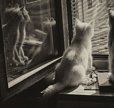 Ablak roló Macskák az ablakban