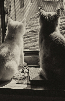Ablak roló Macskák az ablakban