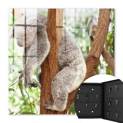 Kulcstartó szekrény Koala pihen természeti környezetben