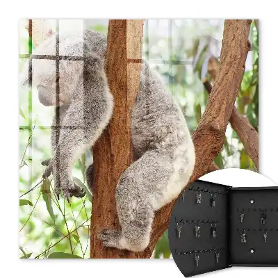 Kulcstartó szekrény Koala pihen természeti környezetben