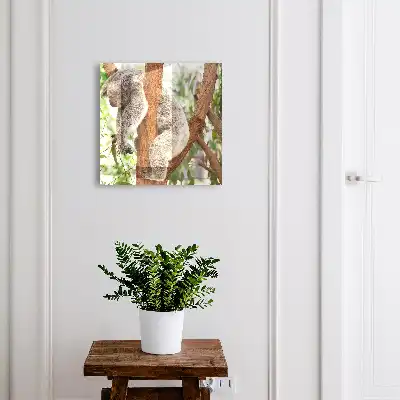 Kulcstartó szekrény Koala pihen természeti környezetben