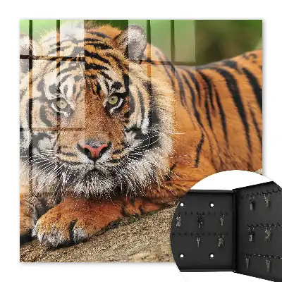 Kulcstároló szekrény Tigris pihen intenzív tekintettel