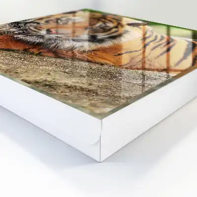 Kulcstároló szekrény Tigris pihen intenzív tekintettel