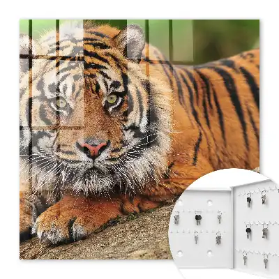 Kulcstároló szekrény Tigris pihen intenzív tekintettel