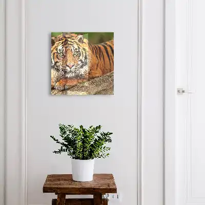 Kulcstároló szekrény Tigris pihen intenzív tekintettel