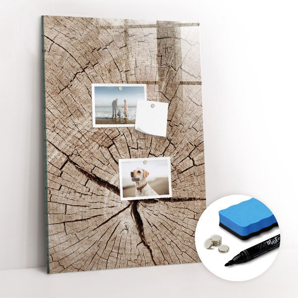 Mágneses törölhető tábla Egy fa keresztmetszete